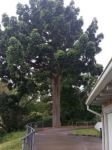 Pine - Kauri : Agathis robusta