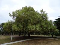 Bush Willow - Cape : Combretum caffrum