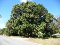 Mango : Mangifera indica