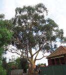 Gum - Sugar : Eucalyptus cladocalyx