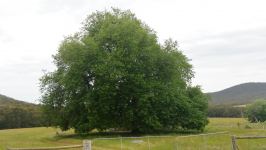 Oak - Lusitanian  : Quercus lusitanica
