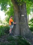 Liquidambar : Liquidambar styraciflua