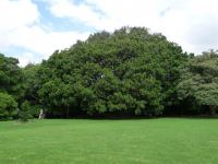 Cape Plum : Harpephyllum caffrum